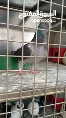  3 جوز بلنديات حلس مقليب شغلات صحه ونضافه