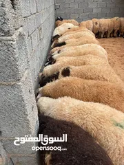  1 اضاحي العيد سعر حرق