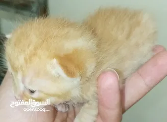  17 قطه كتنز كتن   و بطه عدد 3 بطات   و سلاحف بريه و قطة سيامي كبيره منتجه  تربيه منزليه لقطه كوم هامستر