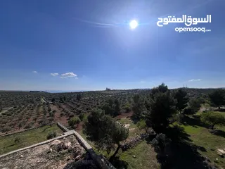  17 فرصة العمر مزرعة زيتون راقية  طريق اربد عمان كافه الخدمات 17 دونم و نص منتجه