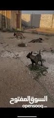  5 جراو بلجم مالينو مستوا عالي للبيع