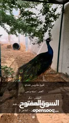  1 طيور طاووس