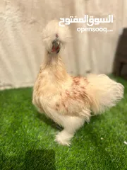  2 دجاج سلكي silkie chickens
