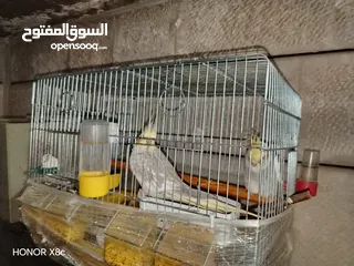  2 كوكتيل للبيع