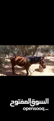  9 فرس مع مهر للبيع