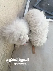  3 كلاب مالتيز