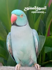  6 ببغاء دره تركواز ذكر طوق كامل أليف