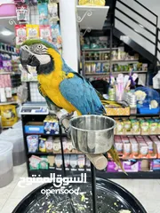  4 ببغاء مكاو ازرق اليف جدا ولعوب
