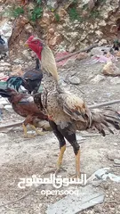  18 متاح بيض باكستاني خط اول..