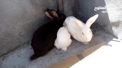  3 أرانب البيع عدد 10 كل شغال