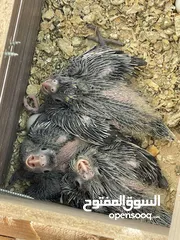  1 فراخ كوكتيل للبيع للزق والترابي أليفات جدا جدا عمر 21 يوم السعر الحبه 15 دينار