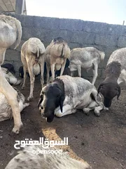  1 أغنام وكباش صومالية