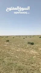  4 برسيم حجازي