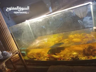  1 حوض أسماك مع سمكتين اوسكر للبيع