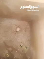  5 جوز طيور حب للبيع