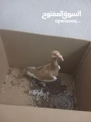  2 للبيع اربد شارع الثلاثين