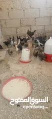  2 فرريج البيع