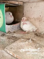  4 حمام مالطي وفرنسي لاحم للبيع