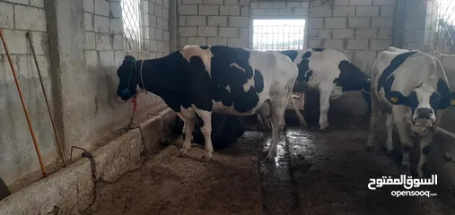  2 يوجد اضاحي ابقار وزن من250الى 300كيلو وخرفان وزن 65كلو بلحم سوبر وزن ثقيل