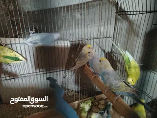  2 طيور حب رينبو وهوقو رومو للبيع