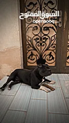  2 بولدوج للبيع !