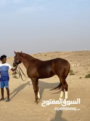  3 خيل عربي للبيع