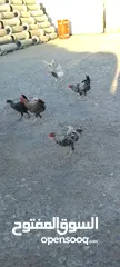  12 ديوك فيومي