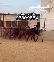  4 حلال شامي اناث