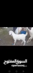  11 عنز وراها سخله بيضا برصا مميزه