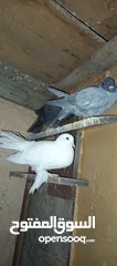  1 حمام بالوصف