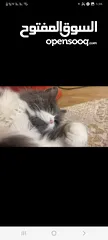  4 قط راغدول أنثى أليف بيتوتي مُطعم معه ليتر بوكس وغذاؤه الخاص وبيته