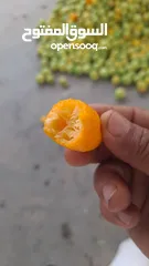  1 برتقال ملكي  مزارع الامير فهد بن سلطان