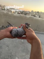  9 تنظيف سطح جوزين بسعر حرق