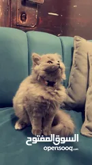  1 قطه بريطاني انثى لونها سكني