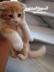  5 قط للبيع مع اغراضه
