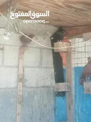  11 حمام للبيع