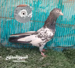  1 للبيع حمام بكستاني مطيار