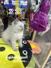  20 هملايا بلو بوينت مع فل باكيج بس ب40 عروض مجنونة