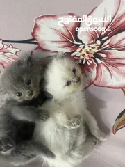  2 Persian short hair kitten