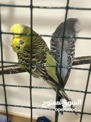  2 طيور حب شكري برصاصي هاجرمو+ انكليزيات مستويات فول + انصاص شكري برصاصي