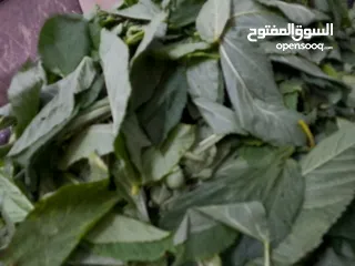  19 ملوخيه الرجاء او ناشفه مغسوله ومنقبه مفرومه ناعم او حسب طلب ملوخيه السنه هاي وصلت لحد بيتك