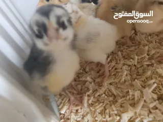  7 صيصان بلدي للبيع صحه نظيفه