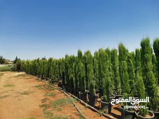  4 سرو توتم إيطالي الأصلي