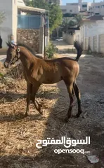  1 مهر عربي اصيل