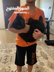  8 قطط للتبني Cats for adoption