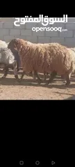  1 حلال نخب لحم ومقنوي بلدي وشروط الظحيه الله يتقبل من الجميع