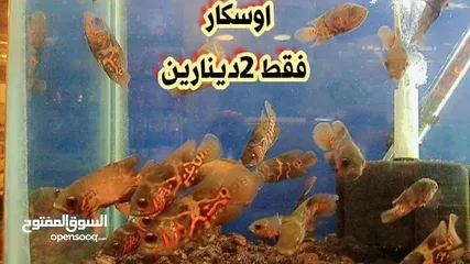  4 سمك زينه للبيع