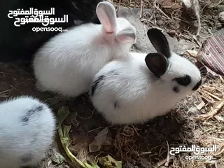 11 ارانب فرنسيه اعمار مختلفه عمرشهر 3دنانير