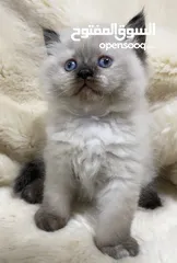  3 متوفر قطط للبيع