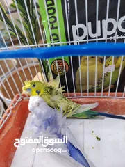  3 فحلين هوجو روما فحل تكساس فحل كلير وينج رينبو